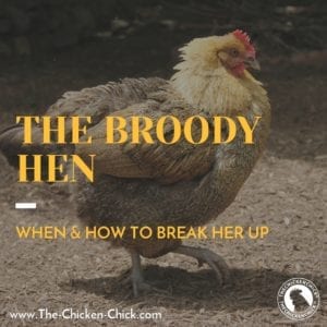 The Broody Breaker: When a Hen's Mood to Hatch Should be Interrupted