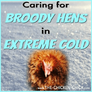 Caring for Broody Hens in Extreme Cold