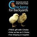 Chickens-for-Backyards-e1526561500552.jpg