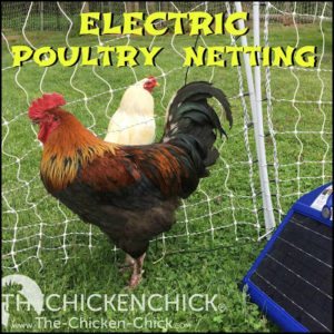Electric poultry netting