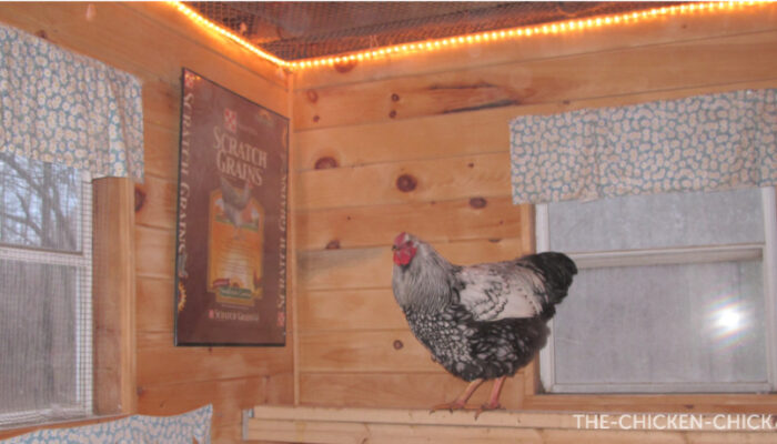 SUPPLEMENTAL LIGHT TO SUPPORT EGG PRODUCTION