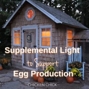 Supplemental light to support egg production - The Chicken Chick
