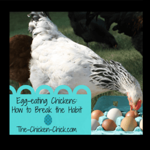 Egg Eating Chickens: How to Break the Habit